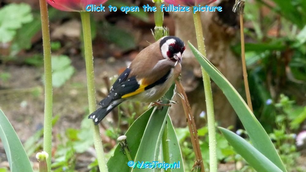 xxx Artikel Photoscape, very usefull picture-editingsoftware xxx